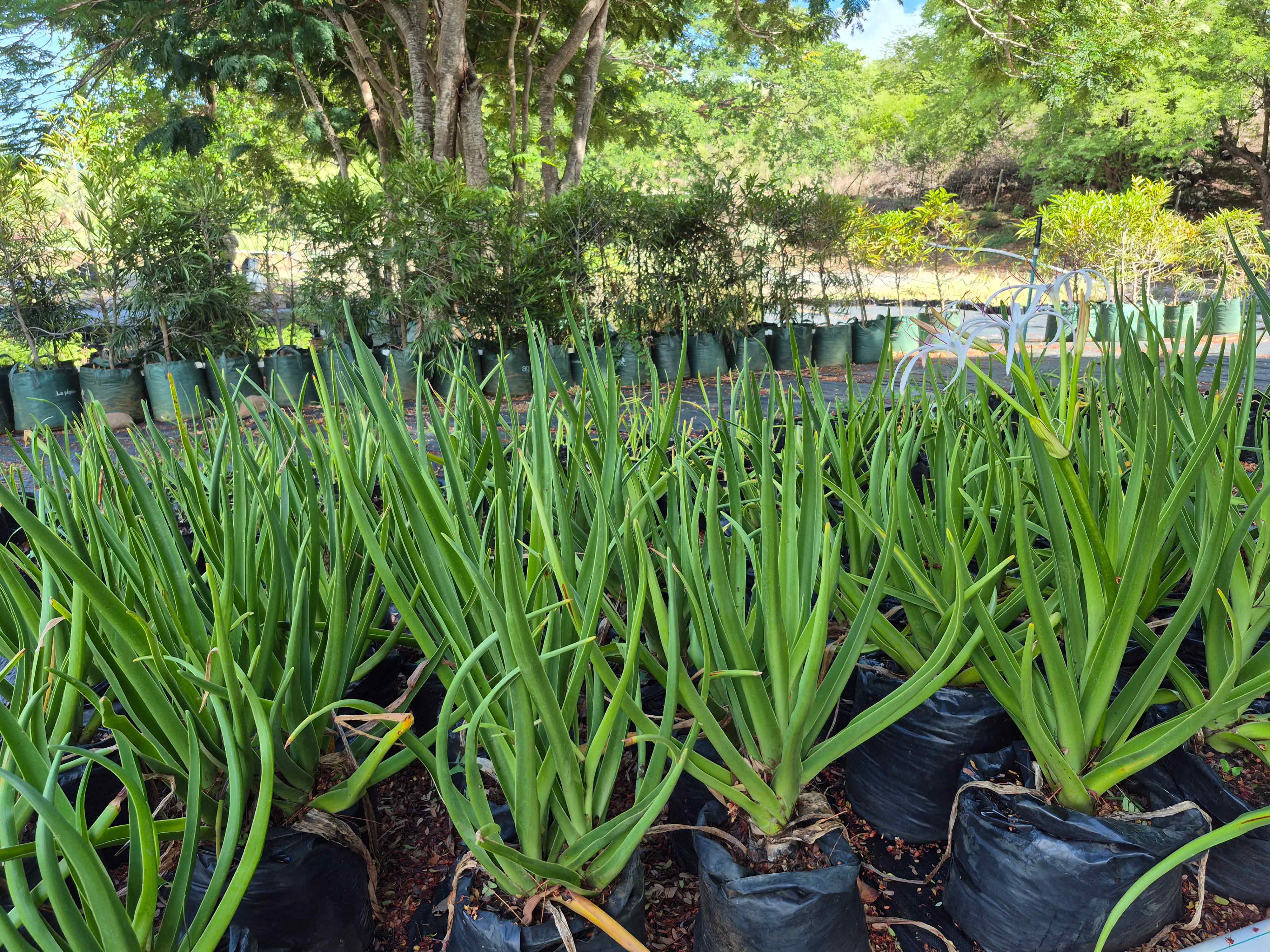 Crinum Mauritianum2