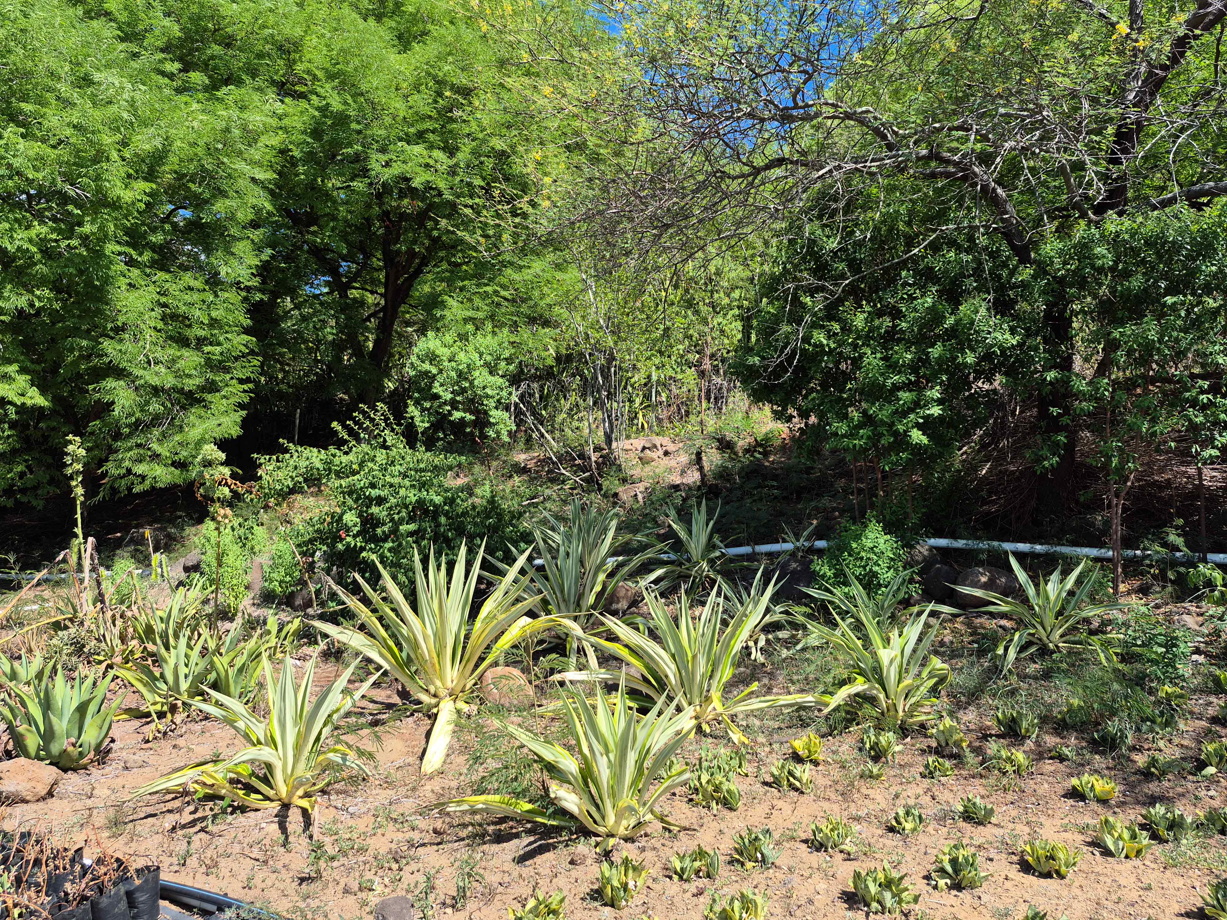 Agave Foetida