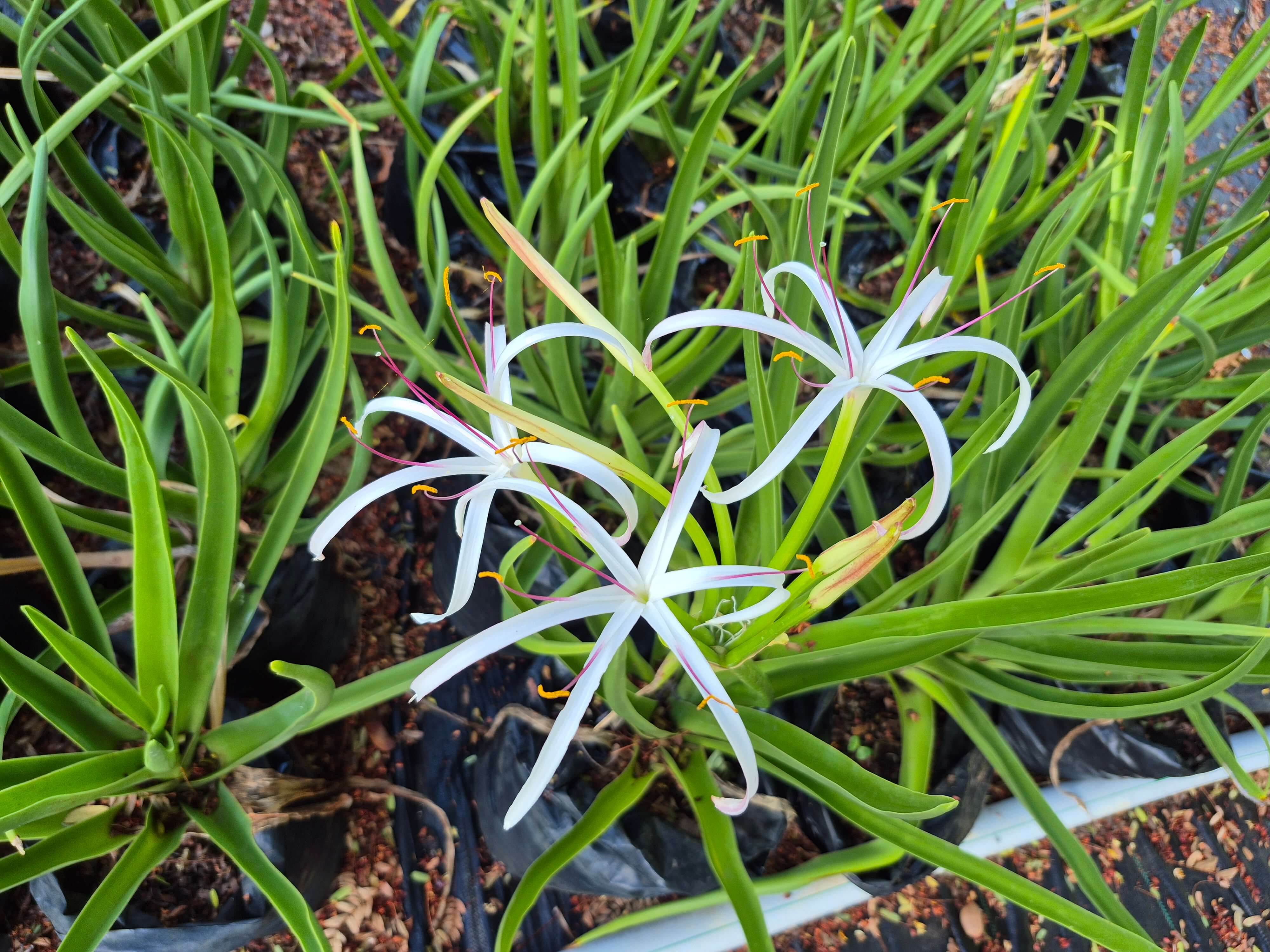 Crinum Mauritianum1